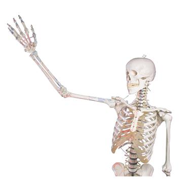 Esqueleto “Peter” con columna vertebral articulada y marcas musculares