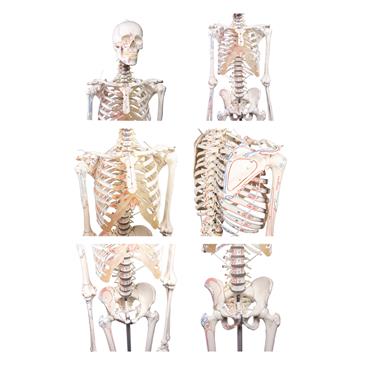 Esqueleto “Peter” con columna vertebral articulada y marcas musculares