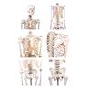 Esqueleto “Peter” con columna vertebral articulada y marcas musculares