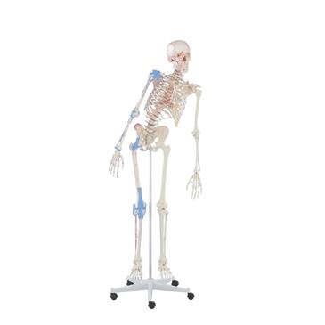 Esqueleto “Max” con columna vertebral móvil, marcas musculares y ligamentos