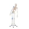 Esqueleto “Max” con columna vertebral móvil, marcas musculares y ligamentos