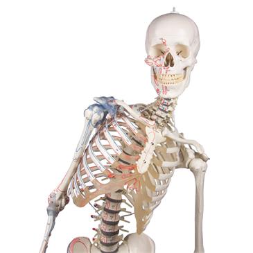 Esqueleto “Max” con columna vertebral móvil, marcas musculares y ligamentos