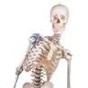 Esqueleto “Max” con columna vertebral móvil, marcas musculares y ligamentos