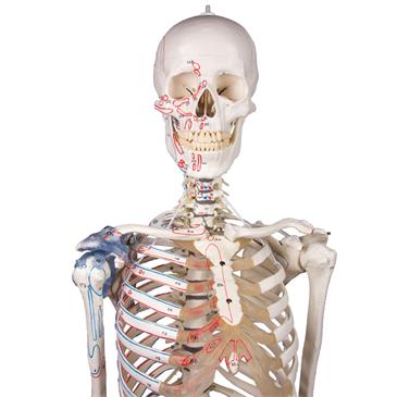 Esqueleto “Max” con columna vertebral móvil, marcas musculares y ligamentos