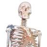 Esqueleto “Max” con columna vertebral móvil, marcas musculares y ligamentos