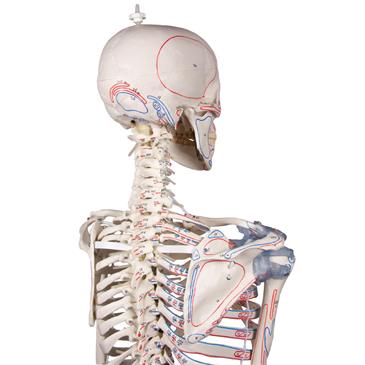 Esqueleto “Max” con columna vertebral móvil, marcas musculares y ligamentos