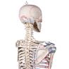 Esqueleto “Max” con columna vertebral móvil, marcas musculares y ligamentos