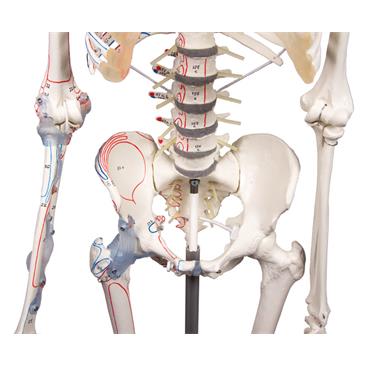 Esqueleto “Max” con columna vertebral móvil, marcas musculares y ligamentos