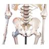 Esqueleto “Max” con columna vertebral móvil, marcas musculares y ligamentos