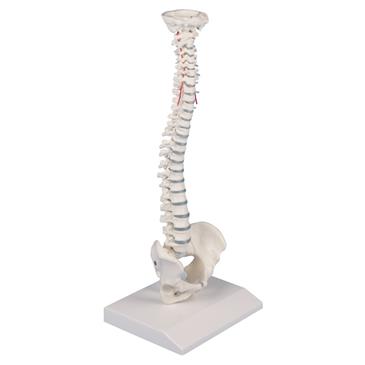 Columna vertebral en miniatura