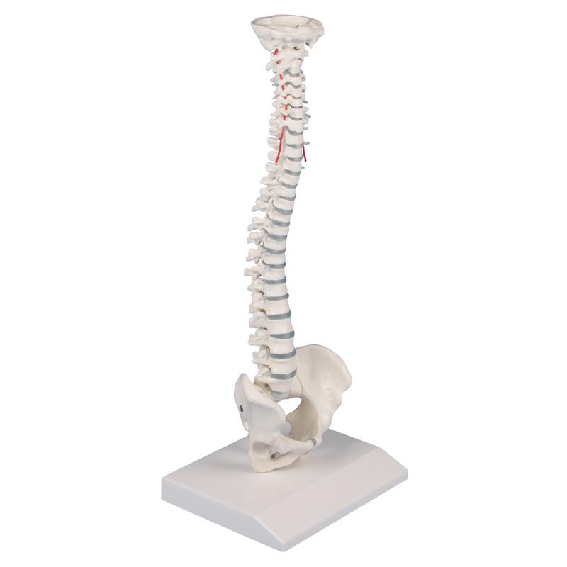 Columna vertebral en miniatura
