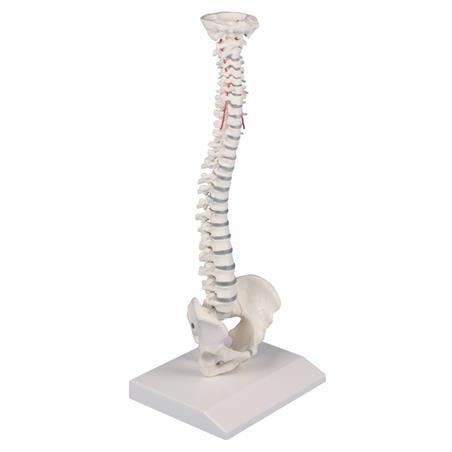 Columna vertebral en miniatura Columna vertebral en miniatura