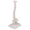 Columna vertebral en miniatura