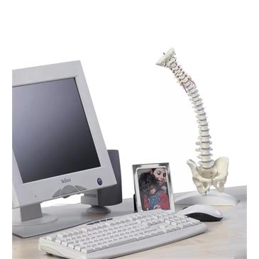 Columna vertebral en miniatura