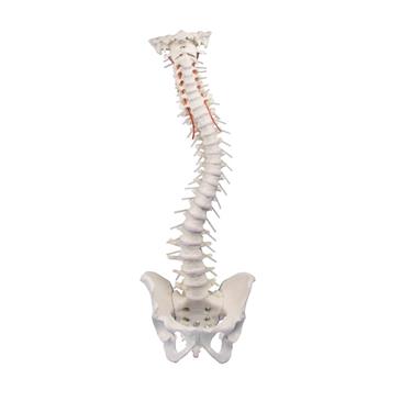 Columna vertebral con pelvis