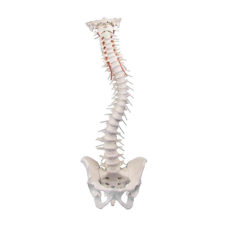 Columna vertebral con pelvis