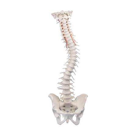 Columna vertebral con pelvis Columna vertebral con pelvis