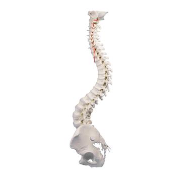 Columna vertebral con pelvis