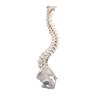 Columna vertebral con pelvis