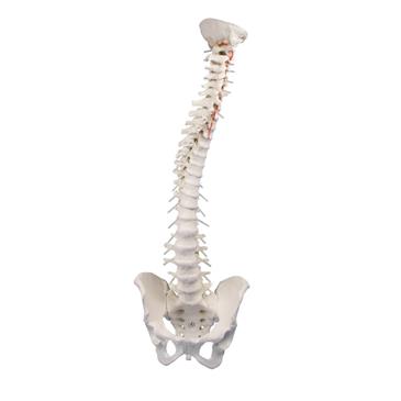 Columna vertebral con pelvis