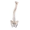 Columna vertebral con pelvis