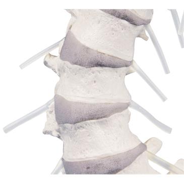 Columna vertebral con pelvis