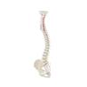 Columna vertebral con pelvis