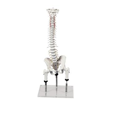 Columna vertebral para visualizar malas posiciones