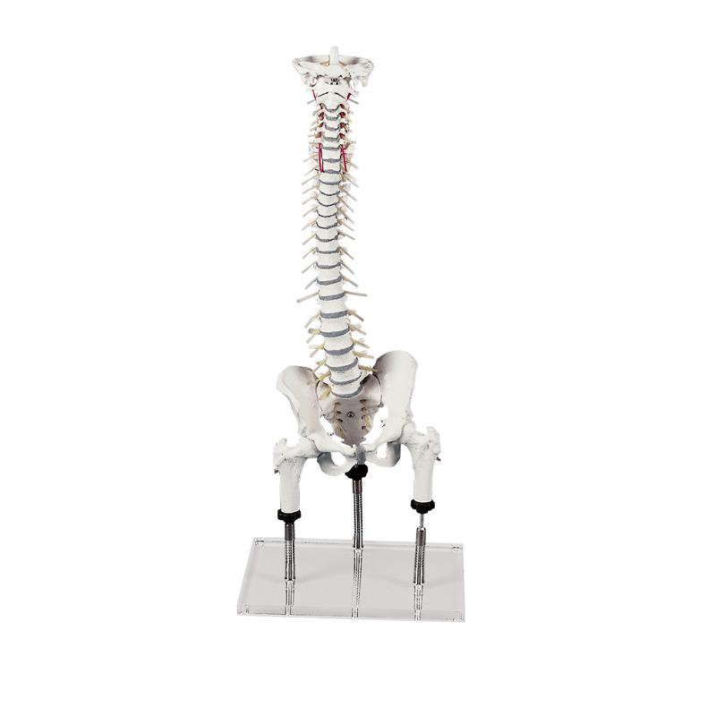 Columna vertebral para visualizar malas posiciones