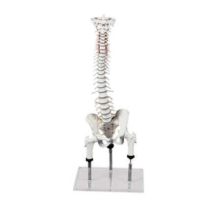 Columna vertebral para visualizar malas posiciones Columna vertebral para visualizar malas posiciones