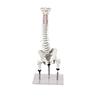 Columna vertebral para visualizar malas posiciones