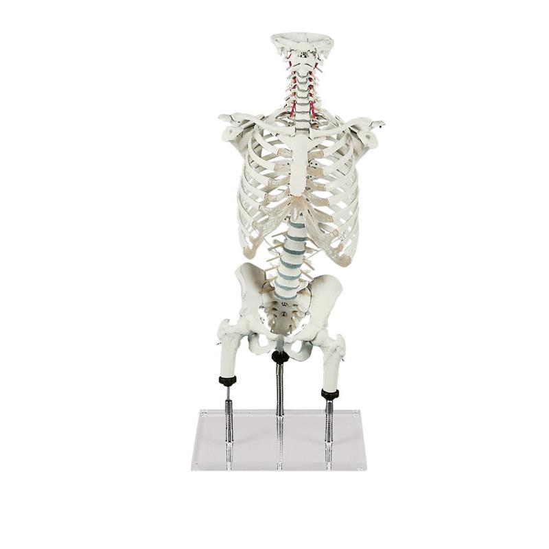 Columna vertebral para visualizar malas posiciones, según Zilgrei