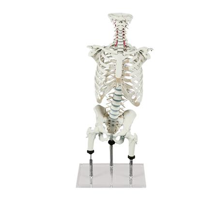 Columna vertebral para visualizar malas posiciones, según Zilgrei Columna vertebral para visualizar malas posiciones, según Zilgrei