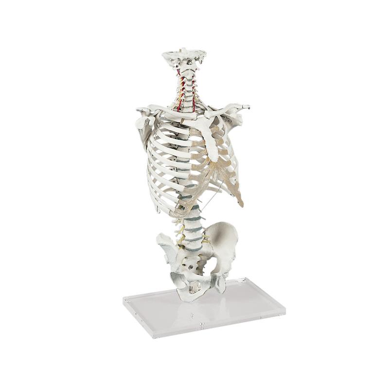 Columna vertebral con caja torácica