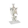 Columna vertebral con caja torácica