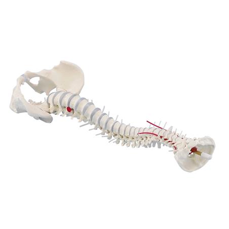 Columna vertebral con prolapso y pelvis desmontable Columna vertebral con prolapso y pelvis desmontable