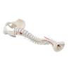 Columna vertebral con prolapso y pelvis desmontable