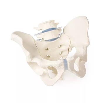 Pelvis masculina con sacro y 2 vértebras lumbares