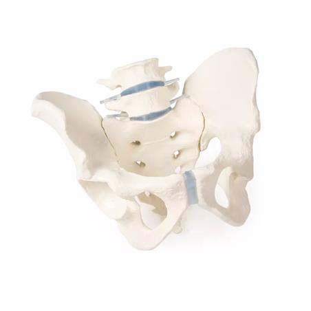 Pelvis masculina con sacro y 2 vértebras lumbares Pelvis masculina con sacro y 2 vértebras lumbares
