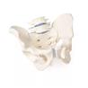 Pelvis masculina con sacro y 2 vértebras lumbares