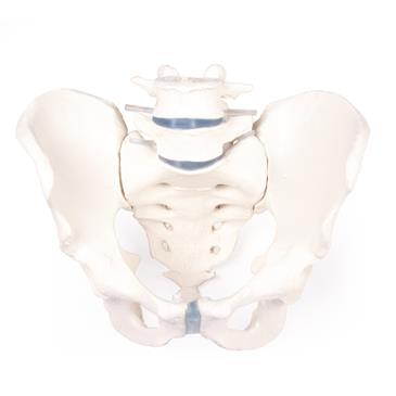 Pelvis masculina con sacro y 2 vértebras lumbares