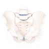 Pelvis masculina con sacro y 2 vértebras lumbares