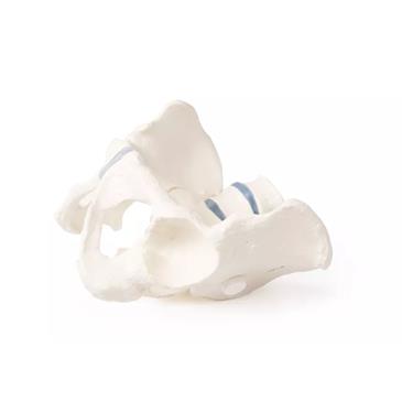 Pelvis masculina con sacro y 2 vértebras lumbares