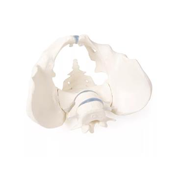 Pelvis masculina con sacro y 2 vértebras lumbares