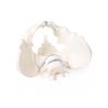 Pelvis masculina con sacro y 2 vértebras lumbares