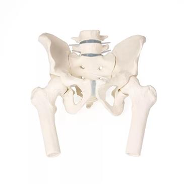 Pelvis masculina con sacro, 2 vértebras lumbares y fémur