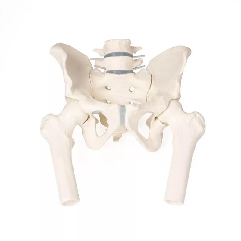 Pelvis masculina con sacro, 2 vértebras lumbares y fémur