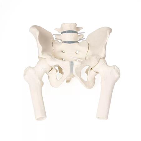Pelvis masculina con sacro, 2 vértebras lumbares y fémur Pelvis masculina con sacro, 2 vértebras lumbares y fémur