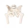 Pelvis masculina con sacro, 2 vértebras lumbares y fémur