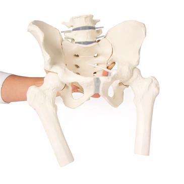 Pelvis masculina con sacro, 2 vértebras lumbares y fémur